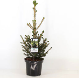 Picea abies wills zwerg