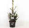 Picea abies wills zwerg