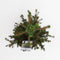 Picea abies wills zwerg