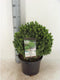 Picea glauca Alberta Globe 25-30 cm Conifeer