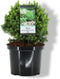 Picea glauca Alberta Globe 25-30 cm Conifeer