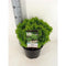 Picea glauca Alberta Globe 25-30 cm Conifeer