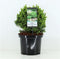Picea glauca Alberta Globe 25-30 cm Conifeer