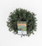 Picea glauca 'Echiniformis'; Totale hoogte 30-40cm incl. Ø19cm pot | Canadese spar