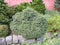 Picea glauca 'Echiniformis'; Totale hoogte 30-40cm incl. Ø19cm pot | Canadese spar
