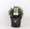 Picea glauca 'Echiniformis'; Totale hoogte 30-40cm incl. Ø19cm pot | Canadese spar