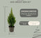 Picea glauca Perfecta - 15 cm Ø - 40 cm ↨