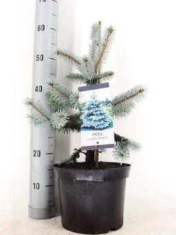 Picea pungens 'Hoopsii'; Totale hoogte 70cm incl. Ø 23cm pot | Blauwe Hoopsii Spar | Werkelijk prachtig Blauw!
