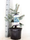 Picea pungens 'Hoopsii'; Totale hoogte 70cm incl. Ø 23cm pot | Blauwe Hoopsii Spar | Werkelijk prachtig Blauw!