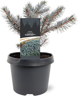 Picea pungens 'Karpaten' - Blauwe spar - Planthoogte: 20-25 cm - Pot Ø 19 cm (3 liter)