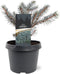 Picea pungens 'Karpaten' - Blauwe spar - Planthoogte: 20-25 cm - Pot Ø 19 cm (3 liter)