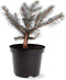 Picea pungens 'Karpaten' - Blauwe spar - Planthoogte: 20-25 cm - Pot Ø 19 cm (3 liter)