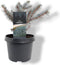 Picea pungens 'Karpaten' - Blauwe spar - Planthoogte: 20-25 cm - Pot Ø 19 cm (3 liter)