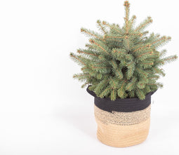 Picea pungens Super Blue in plantenmand Sumatra Small (Bela Arte) – ↨ 60cm – ⌀ 23cm