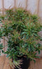 Pieris Witbont Groen 50 cm