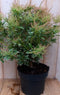 Pieris Witbont Groen 50 cm