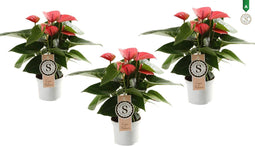 Trio Anthiurium "Pink Champion"