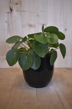 Pilea 'pannenkoekplant' in zwarte pot