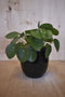 Pilea 'pannenkoekplant' in zwarte pot
