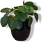 Pilea 'pannenkoekplant' in zwarte pot