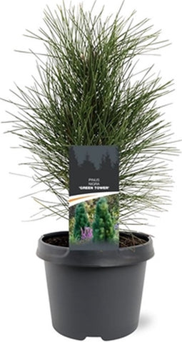 Pinus nigra Green Tower 25-30 cm Conifeer