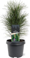 Pinus nigra Green Tower 25-30 cm Conifeer
