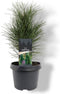 Pinus nigra Green Tower 25-30 cm Conifeer