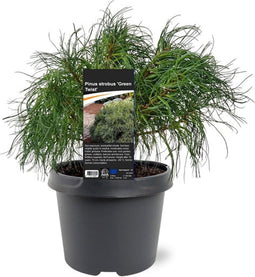 Pinus strobus Green Twist 25-30 cm Conifeer