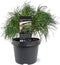 Pinus strobus Green Twist 25-30 cm Conifeer