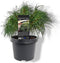 Pinus strobus Green Twist 25-30 cm Conifeer