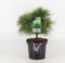 Pinus strobus minima
