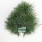 Pinus strobus minima