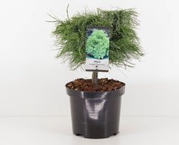 Pinus strobus tiny kurls