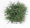 Pinus strobus tiny kurls