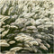 Plants by Frank | 48 Lampenpoetsergras Planten | Pennisetum alopecuroides 'Hameln' | Winterharde bodembedekker planten | tuinplanten | Siergrassen | Winterharde vaste planten meerjarig | Winterharde tuinplanten