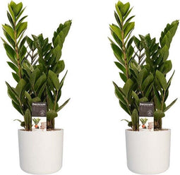 Duo 2 x Zamio Culcas met Elho B.for soft white