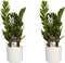 Duo 2 x Zamio Culcas met Elho B.for soft white