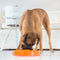 Slo Bowl Fun Feeder Voerbak - M - Oranje - Ø 28 cm