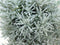 Kerrieplant