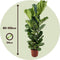Plant in a Box - Ficus Lyrata - Echte Kamerplant Groot - Vioolplant - Pot 24cm - Hoogte 80-100cm