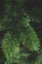 Triumph Tree Camden Kunstkerstboom Slim - H230 x Ø117 cm - Groen