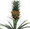 Kamerplant - Ananas Corona single