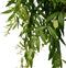 Decorum Aeschynanthus japhrolepis