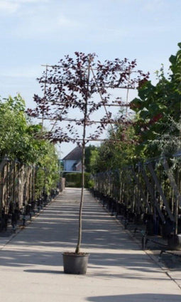 Sierpruim als leiboom Prunus cerasifera Nigra h 320 cm st. omtrek 8...