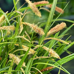 Moerings Carex Pendula | Hangende Zegge | In 18CM Mand Kant en Klaar
