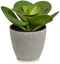 Decoratieve plant 18 x 18,5 x 18 cm Grijs Groen Plastic (6 Stuks)