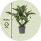 Plant in a Box - Medinilla Magnifica 'Flamenco' - Kamerplant - ⌀17cm - Hoogte 45-55cm