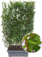 Hedge to Go - Ligustrum ovalifolium Haag