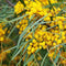 Plant in a Box - Acacia dealbata Mimosa - Set van 6 - Tuinplant met prachtige gele bloemen - Pot 9cm - Hoogte 25-40cm