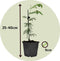 Plant in a Box - Acacia dealbata Mimosa - Set van 6 - Tuinplant met prachtige gele bloemen - Pot 9cm - Hoogte 25-40cm